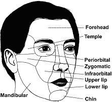 illustration of facial regions